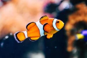 意大利球队喜迎胜利后风生水起